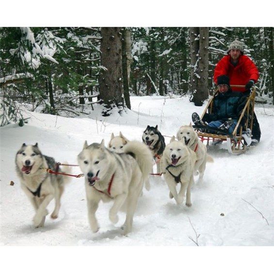 Canada Dog Sled Rides (1 2 Hours) ChooseYourGift